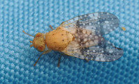 Acinia-corniculata
